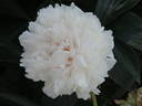P. lactiflora 'Konigin Wilhelmina' peony photo