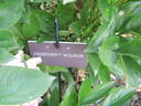President Wilson peony photo