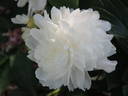 President Wilson peony photo