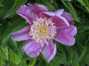 Madame Marcel Gay peony photo