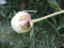Alma Hansen peony photo