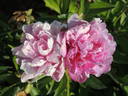 Jay Cee peony photo