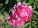 Etienne Méchin peony photo