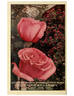 Killarney, Cl. rose photo