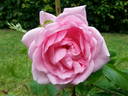 Sweet Laguna rose photo
