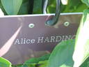 Alice Harding peony photo