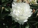 Alice Harding peony photo