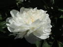 Alice Harding peony photo