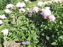Blanche King peony photo