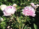 Blanche King peony photo