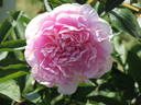 Blanche King peony photo