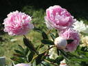 Blanche King peony photo