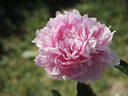 Blanche King peony photo