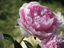 Blanche King peony photo