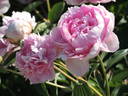 Blanche King peony photo