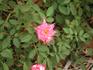 Sweet Caroline rose photo