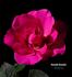 Hoochie Koochie rose photo