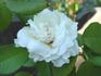 Victorian Lace rose photo