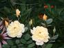 Brook Song rose photo