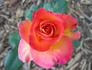 Pocahontas rose photo