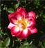 J.C. Hooper rose photo