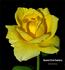 Twenty First Century rose photo