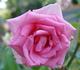 Pavarotti rose photo