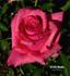 Aurelia Weddle rose photo