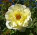 Allspice rose photo