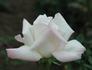 Delicate Lady rose photo