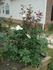 Delicate Lady rose photo