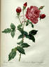 Rosier du Bengale rose photo