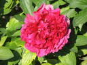 Henry Bockstoce peony photo
