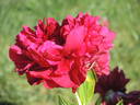 Henry Bockstoce peony photo