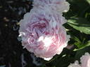 Ensign Moriarty peony photo
