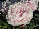 Ensign Moriarty peony photo