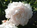 Doris Cooper peony photo