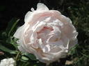 Doris Cooper peony photo
