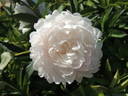 Doris Cooper peony photo