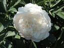 Alma Hansen peony photo