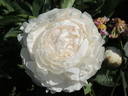 Alma Hansen peony photo