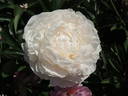 Alma Hansen peony photo