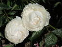 Alma Hansen peony photo