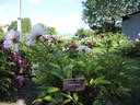 Bigger #61-37 peony photo