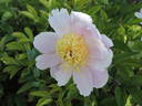 Bigger #61-37 peony photo