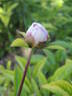 Bigger #61-37 peony photo