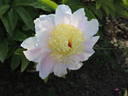 Bigger #61-37 peony photo