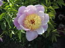 Tamate-Boku peony photo