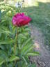 Paul M. Wild peony photo