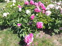 Monsieur Adam Modzelewsky peony photo
